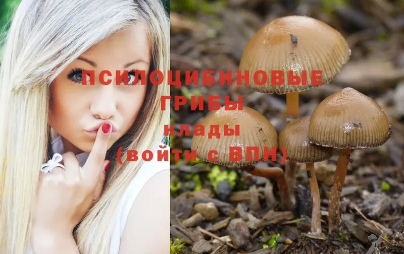 Галлюциногенные грибы Psilocybine cubensis Навашино